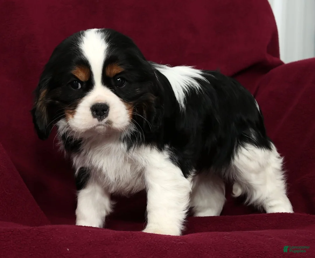 Cavalier King Charles Spaniel dogs for sale: Frisky - Ad 5