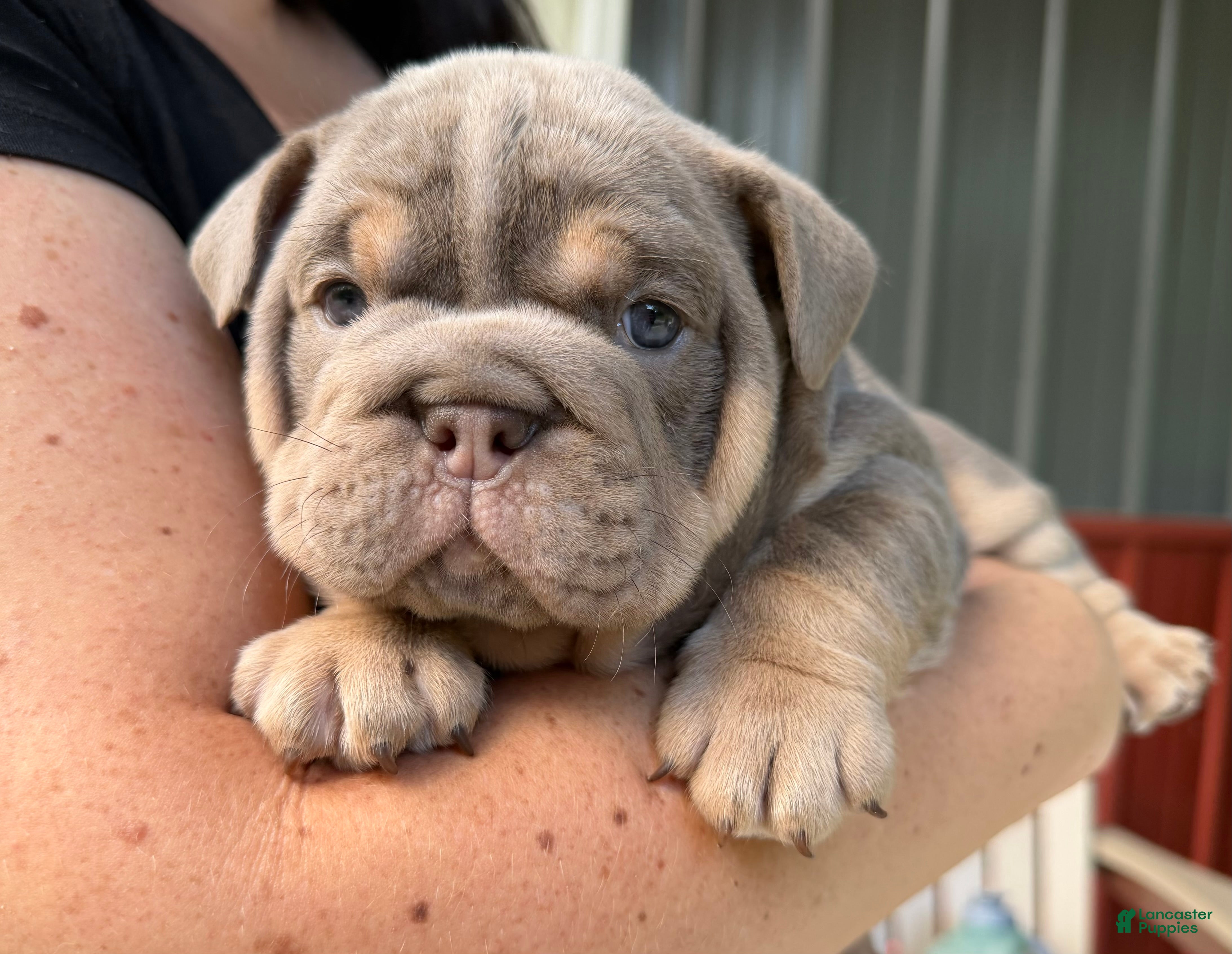 English Bulldog dogs Carmel - Ad 1