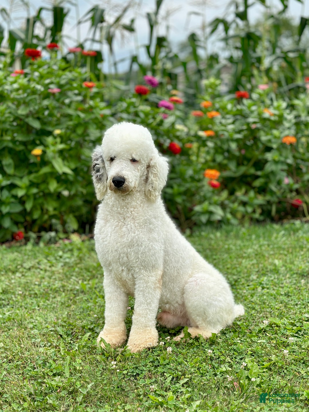 Mixed Breed dogs for sale: Blake - Ad 8