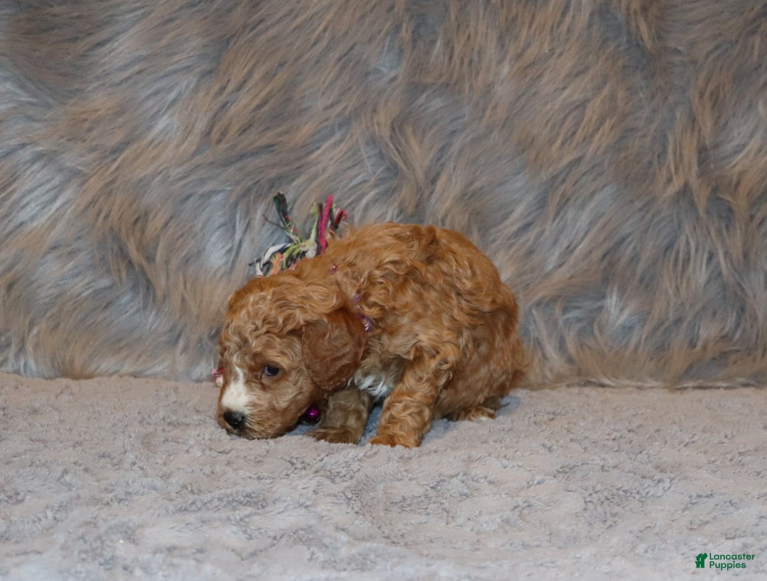 Mini Goldendoodle dogs for sale: Wendy 🌷👨‍👨‍👧‍👦💞🐕 - Ad 7