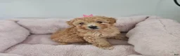 Toy Poodle dogs for sale: Toy Poodle Puppy 1 - Ad 3