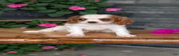 Cavalier King Charles Spaniel dogs for sale: Ruby - Ad 5