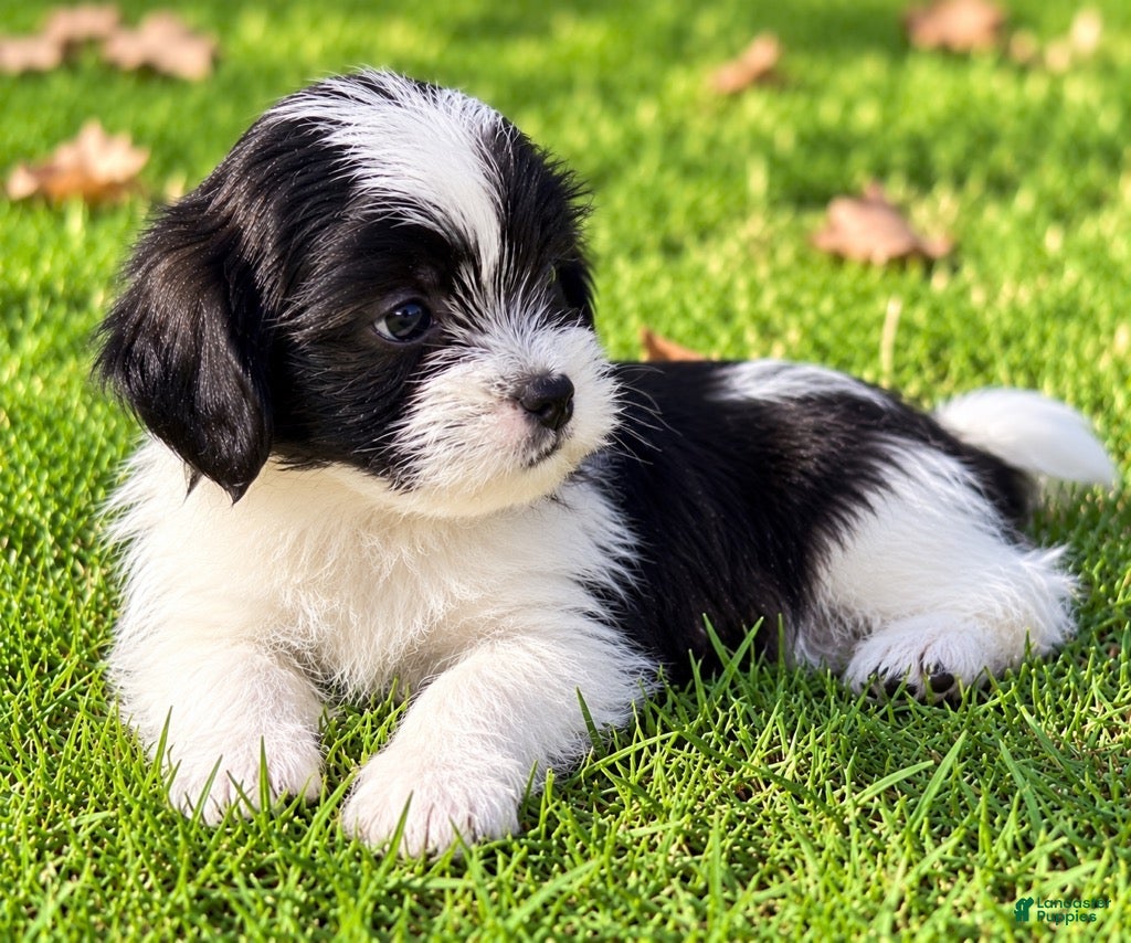 Shihpoo dogs Teddy - Ad 2