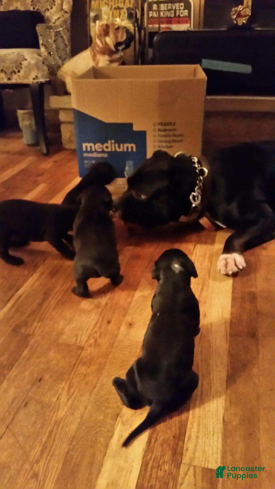 Gallery Image {{count}}