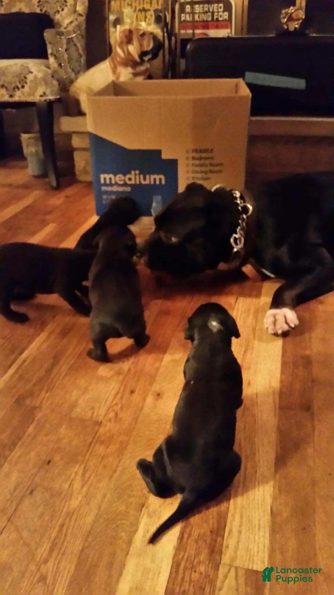 Gallery Image {{count}}