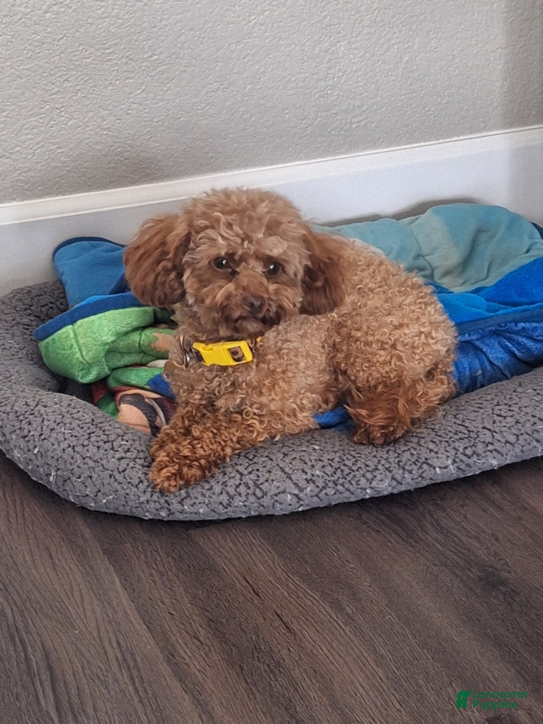 Toy Poodle dogs for sale: El Guero - Ad 9