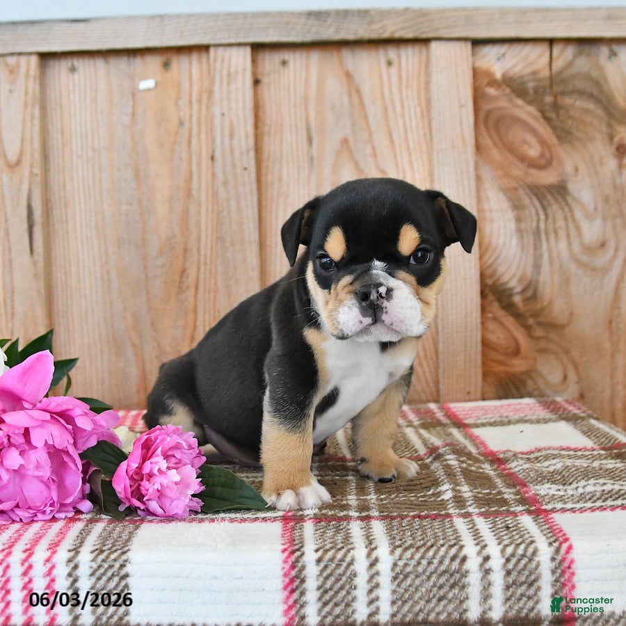 English Bulldog dogs for sale: Dozer - Ad 2