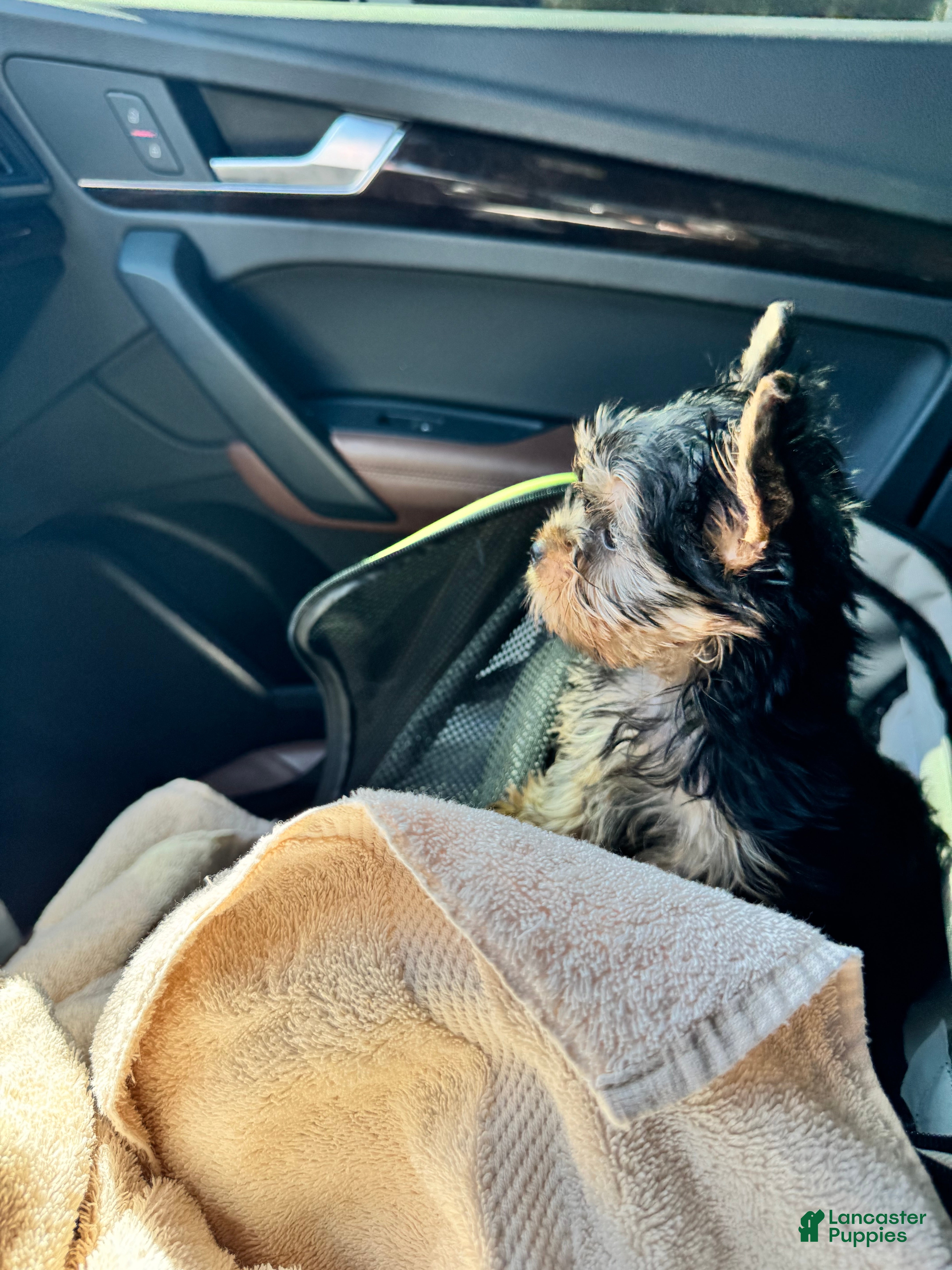 Yorkshire Terrier dogs Yorkshire Terrier Puppy 1 - Ad 2