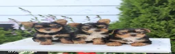 Yorkshire Terrier dogs for sale: Sugar - Ad 3