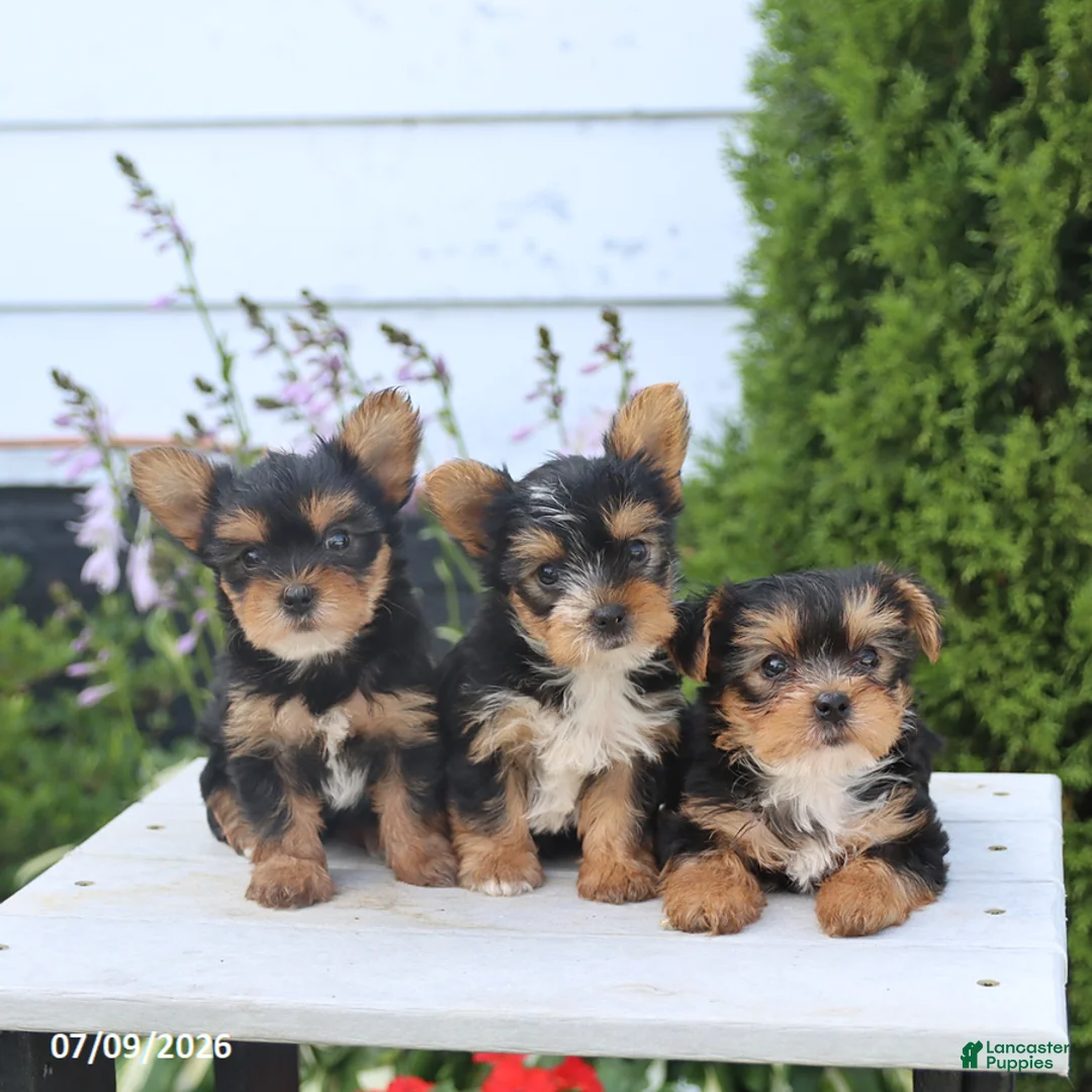 Yorkshire Terrier dogs for sale: Sugar - Ad 3