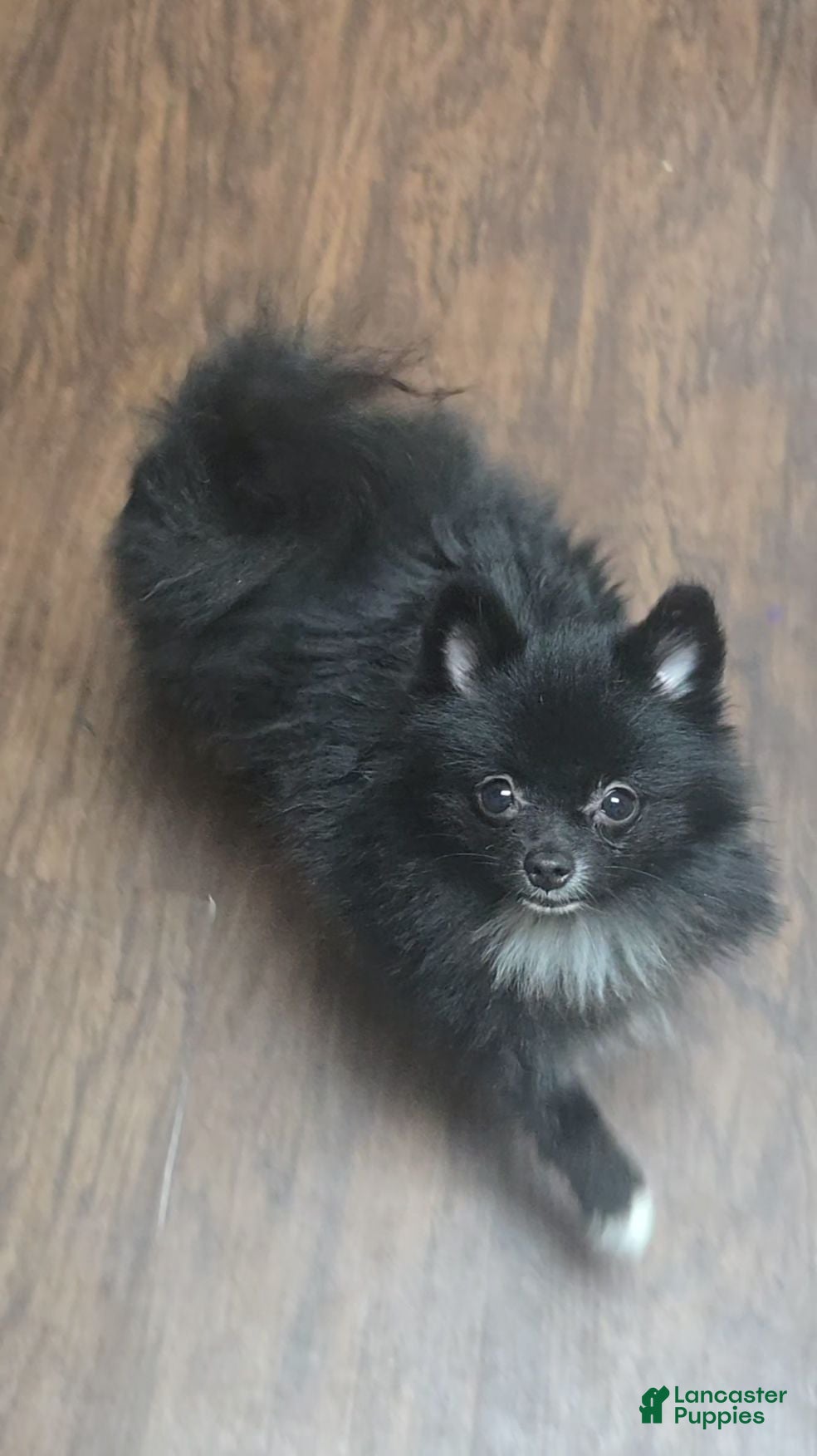 Pomeranian dogs for sale: Pomeranian 1 - Ad 1