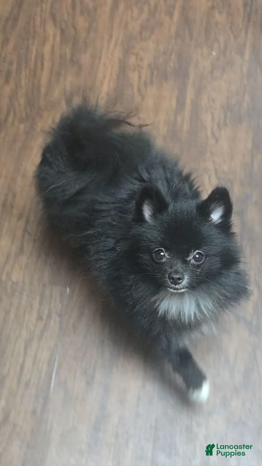 Pomeranian dogs for sale: Pomeranian 1 - Ad 1