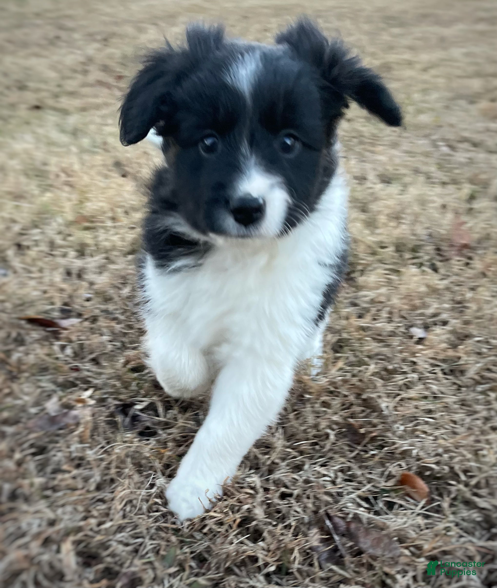 Mixed Breed dogs Stripe - Ad 11