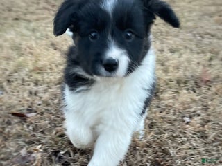 Mixed Breed dogs Stripe - Ad 11