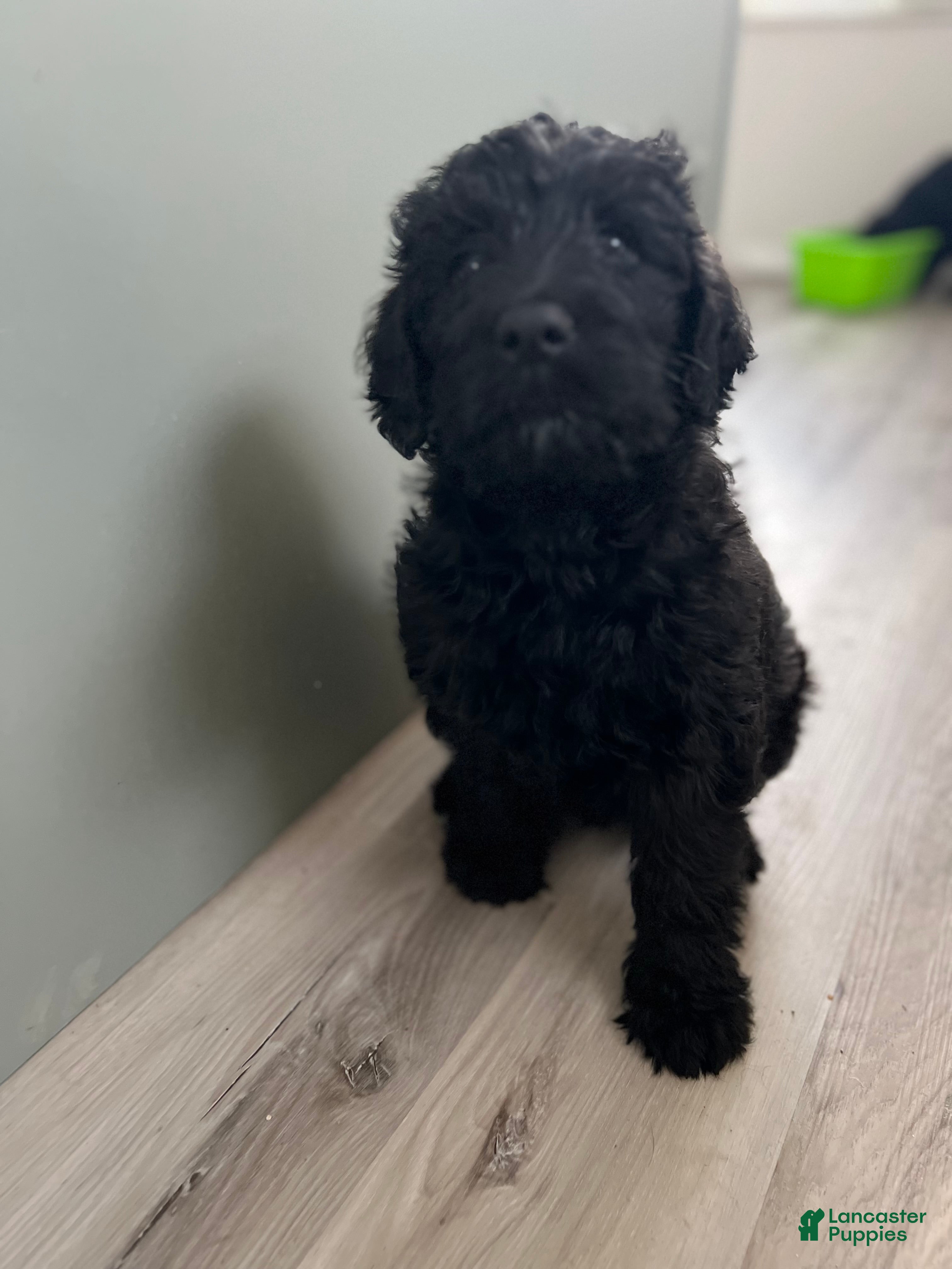 Labradoodle dogs Onyx - Ad 13