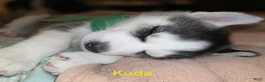 Koda