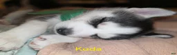 Siberian Husky dogs for sale: Koda - Ad 1