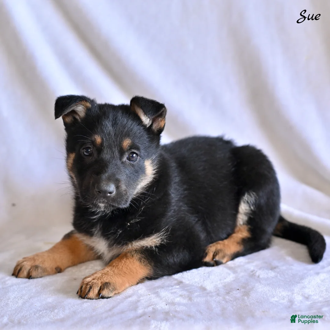 German Shepherd dogs for sale: Sue - Ad 1
