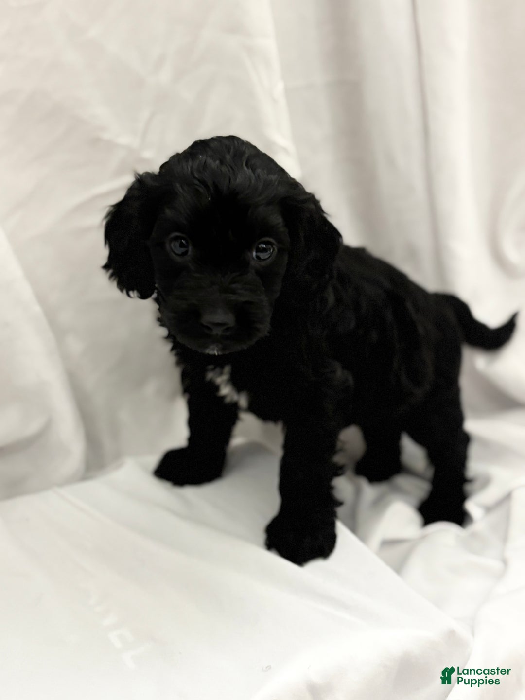 Cockapoo dogs for sale: Elroy  - Ad 2