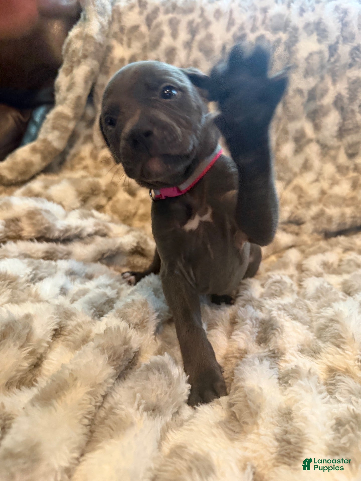 Mixed Breed dogs Mixed Breed 8 - Ad 16