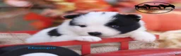 Nenets Herding Laika dogs for sale: Moonpie Nenets Laika male  - Ad 1