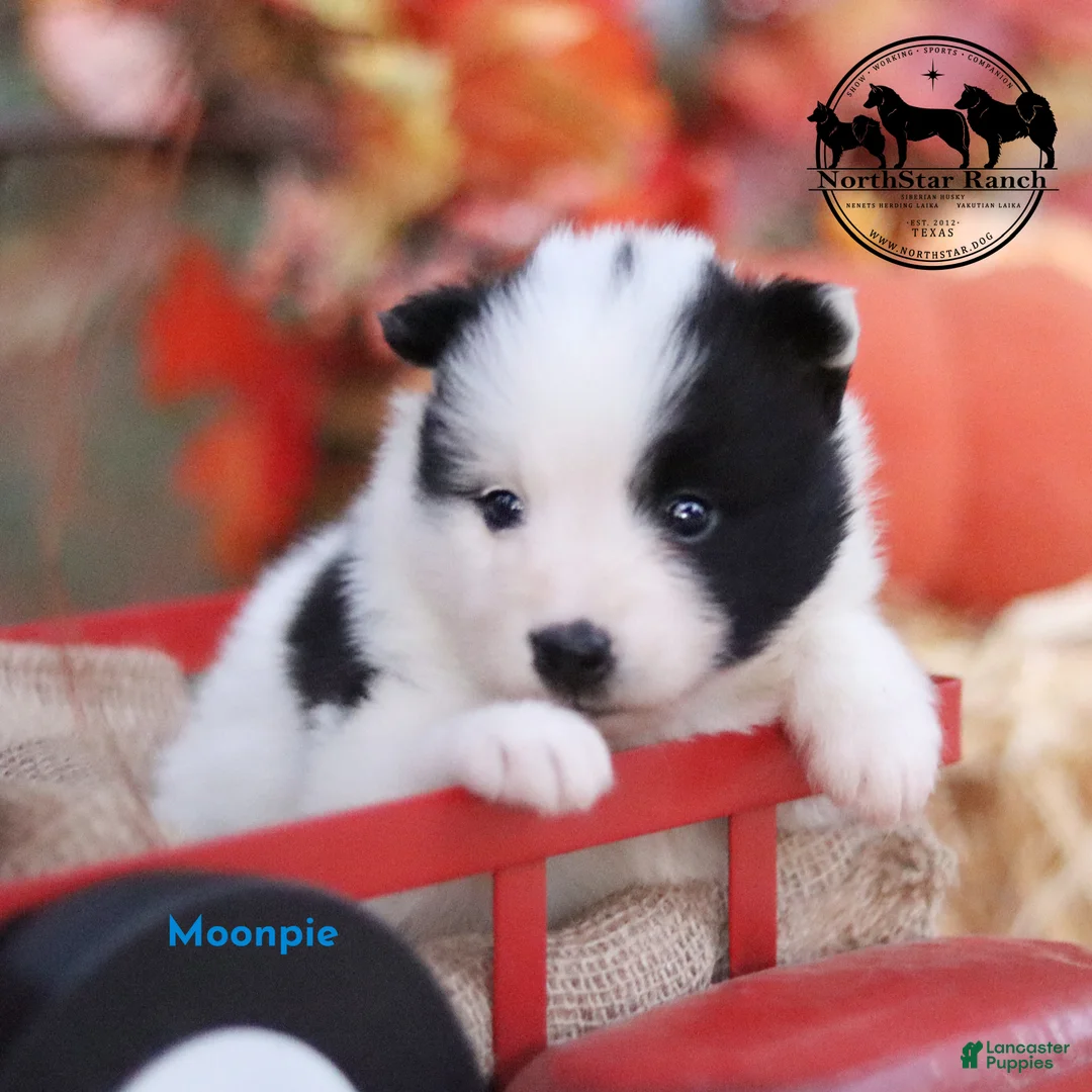 Nenets Herding Laika dogs for sale: Moonpie Nenets Laika male  - Ad 1