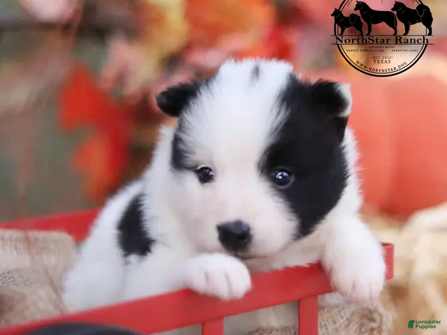Nenets Herding Laika dogs for sale: Moonpie Nenets Laika male - Ad 1