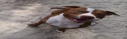 American Staffordshire Terrier dogs for sale: American Staffordshire Terrier 5 - Ad 5