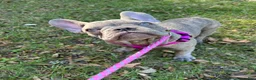 French Bulldog dogs for sale: Sadie  - Ad 13