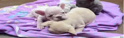 French Bulldog dogs for sale: French Bulldog boy 2 - Ad 2