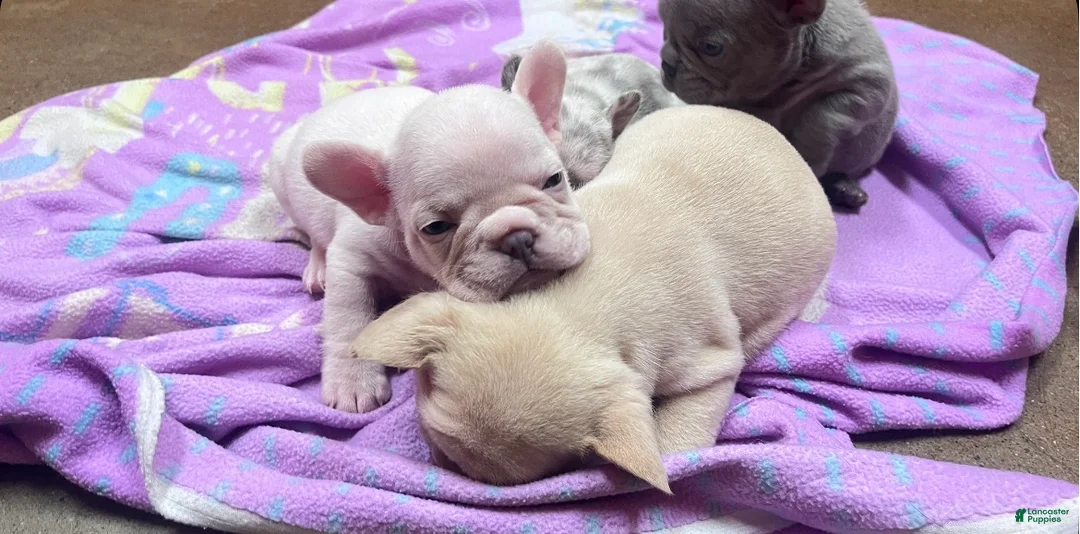 French Bulldog dogs for sale: French Bulldog boy 2 - Ad 2