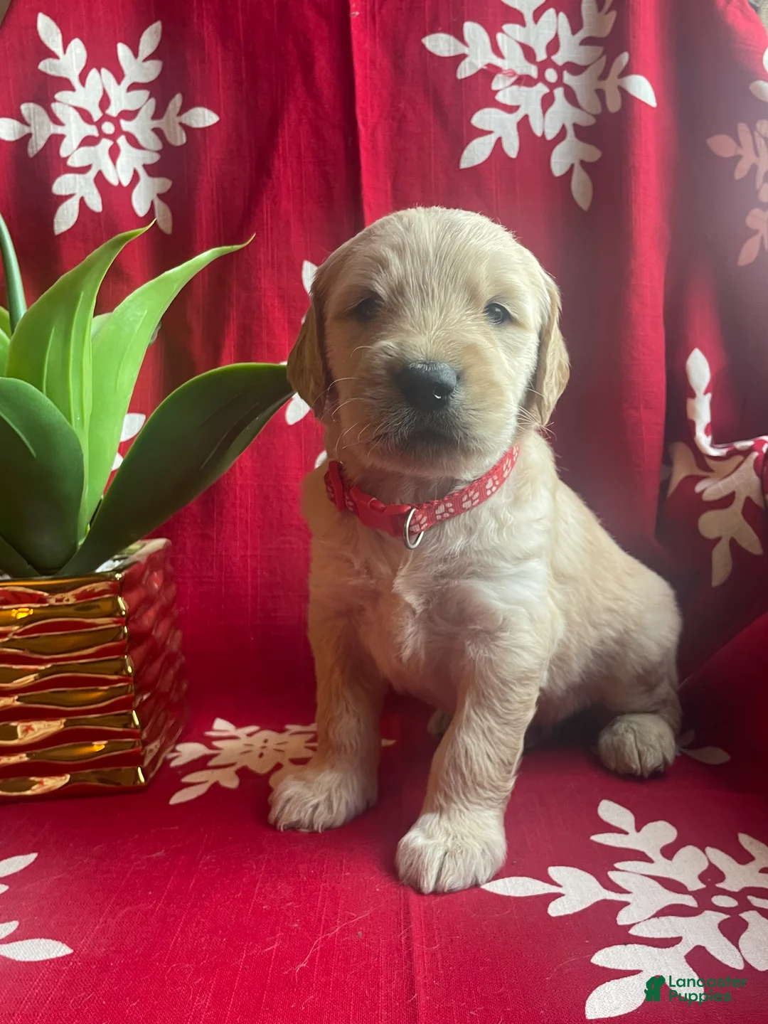Goldendoodle dogs for sale: Goldendoodle Puppy 7 - Ad 1