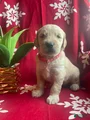 Goldendoodle Puppy 7
