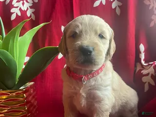 Goldendoodle dogs Goldendoodle Puppy 7 - Ad 4