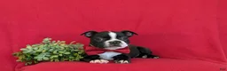 Boston Terrier dogs for sale: Prescot - Ad 5