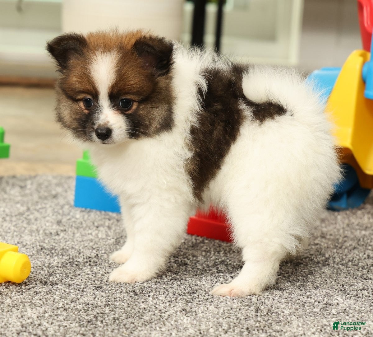 Pomeranian dogs for sale: Molly - Ad 3
