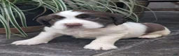 English Springer Spaniel dogs for sale: English Springer Spaniel, Daisy - Ad 2