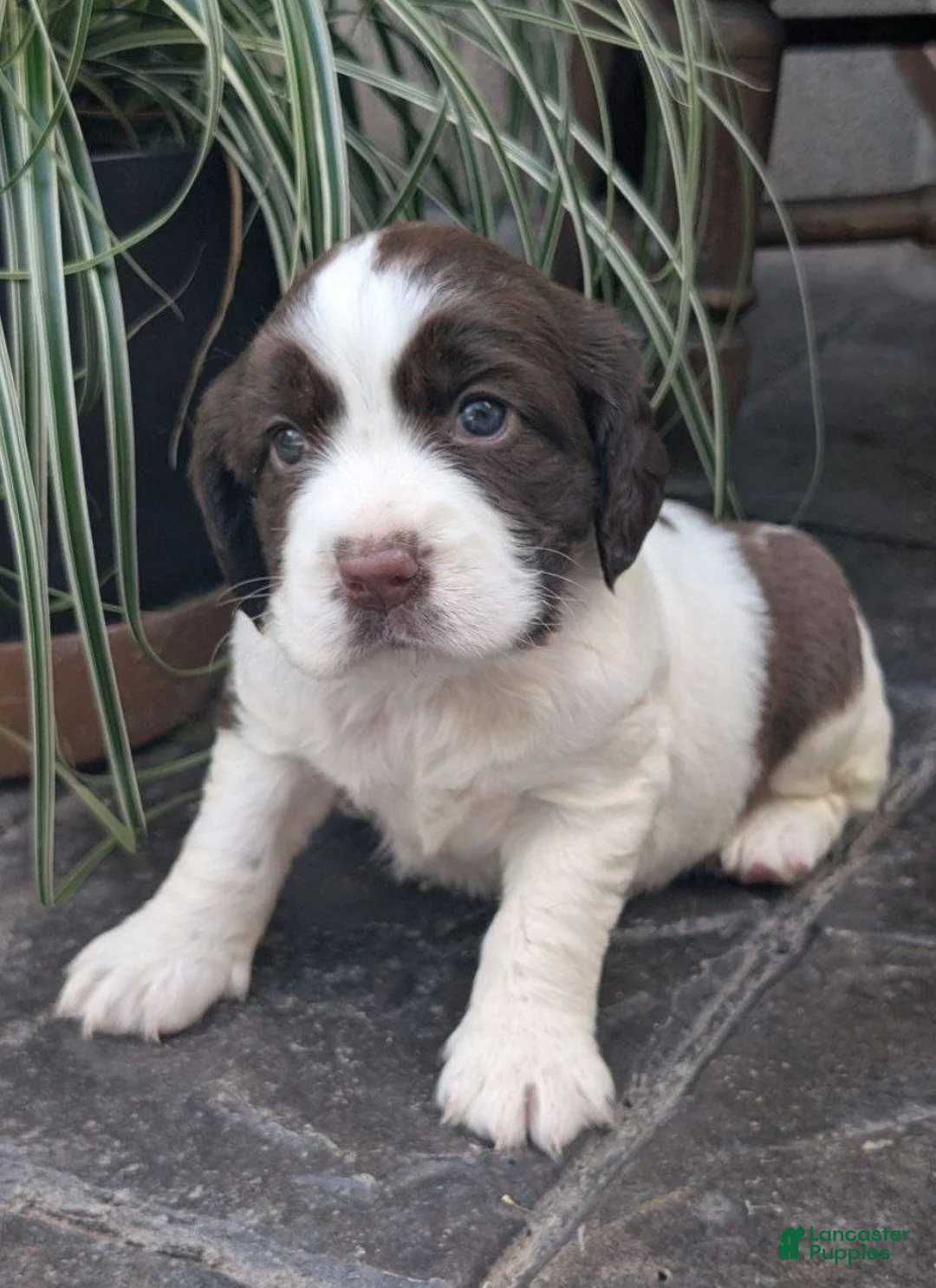 English Springer Spaniel dogs for sale: English Springer Spaniel, Daisy - Ad 2