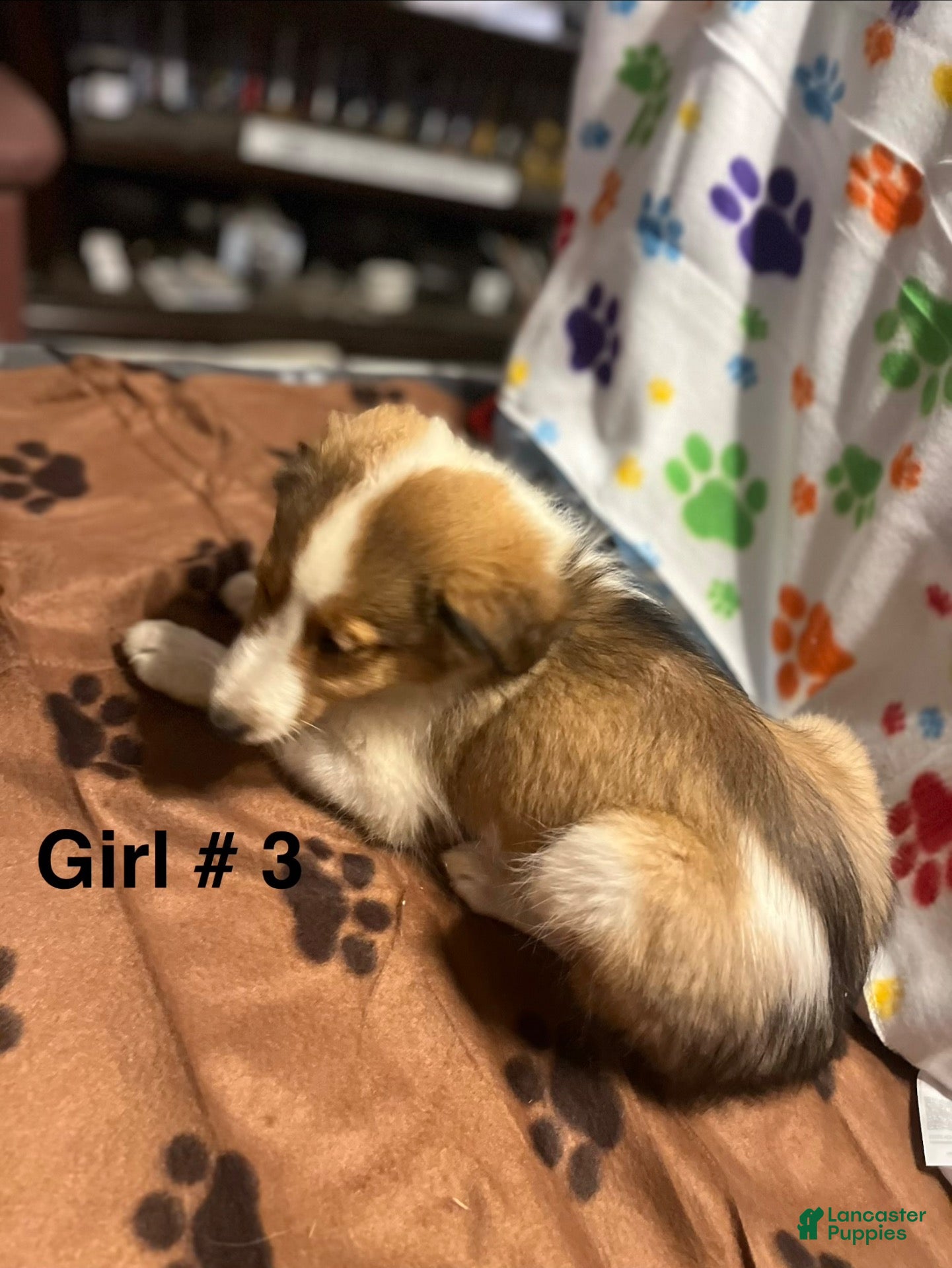 Shetland Sheepdog