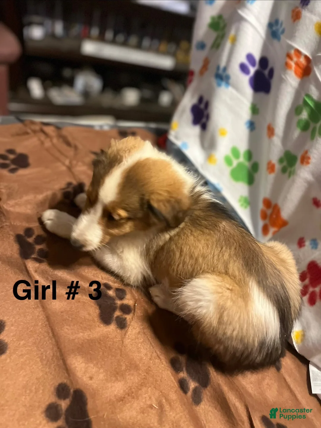 Shetland Sheepdog dogs for sale: Shetland Sheepdog 4 - Ad 1