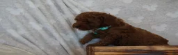 Miniature Poodle dogs for sale: Fiana - Ad 3