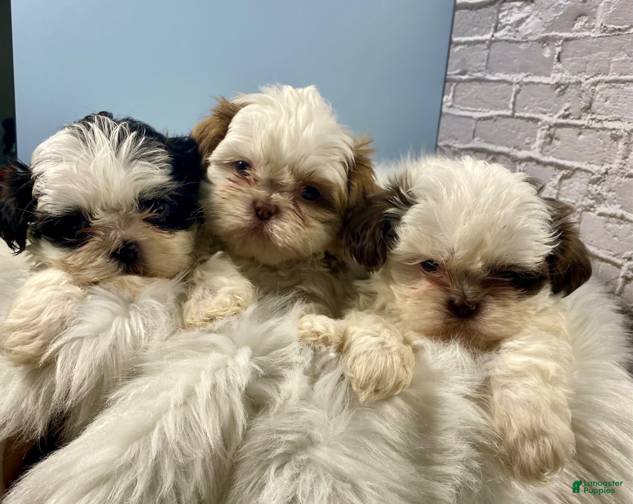 Shih Tzu dogs Shih Tzu Puppy 2 - Ad 2