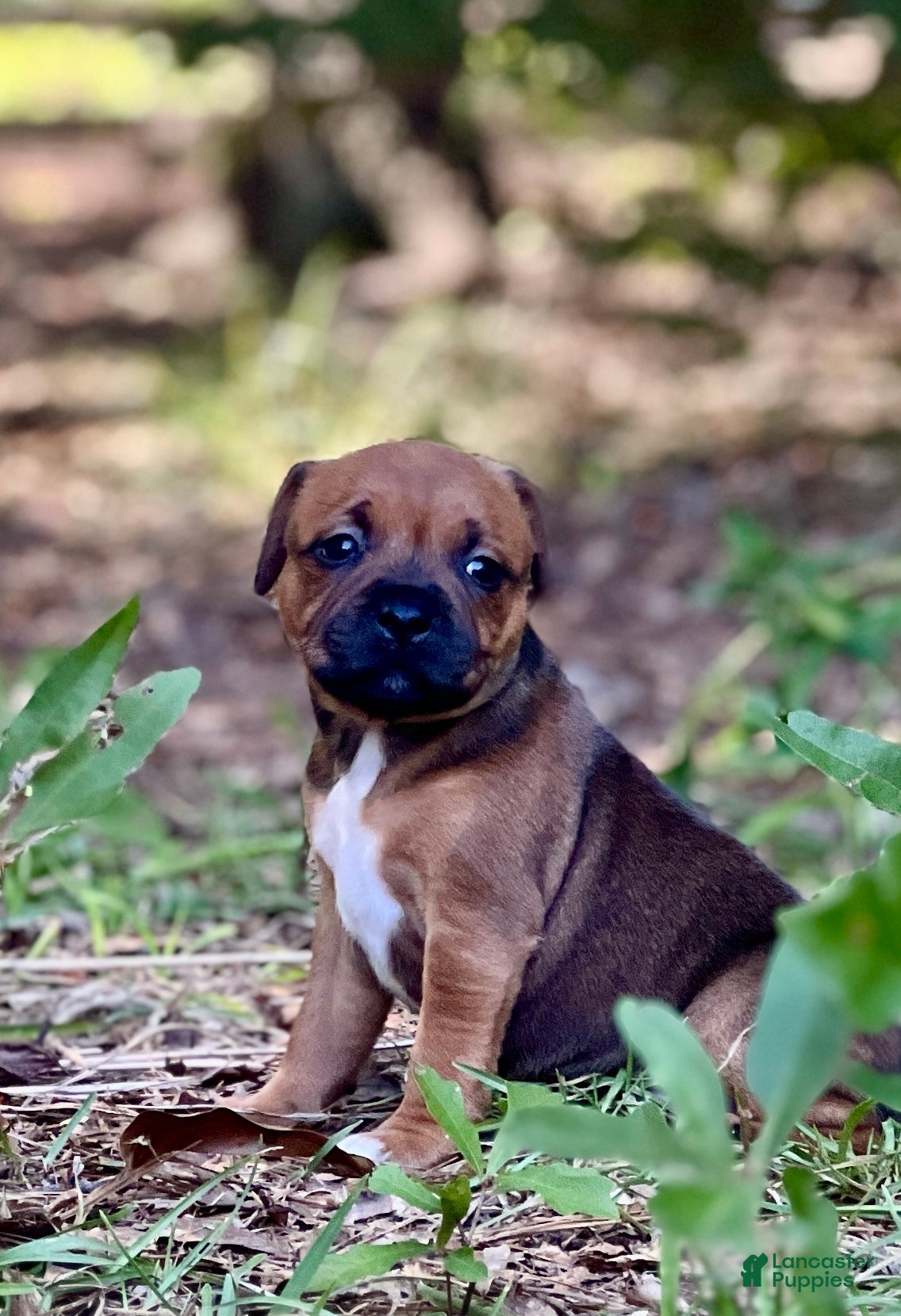 Staffordshire Bull Terrier dogs Danika - Ad 2