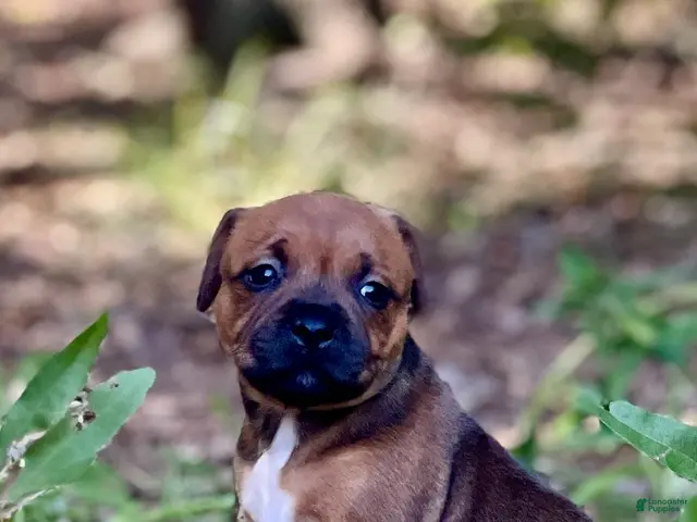 Staffordshire Bull Terrier dogs for sale: Danika - Ad 2