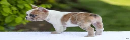French Bulldog dogs for sale: Copper - Ad 10