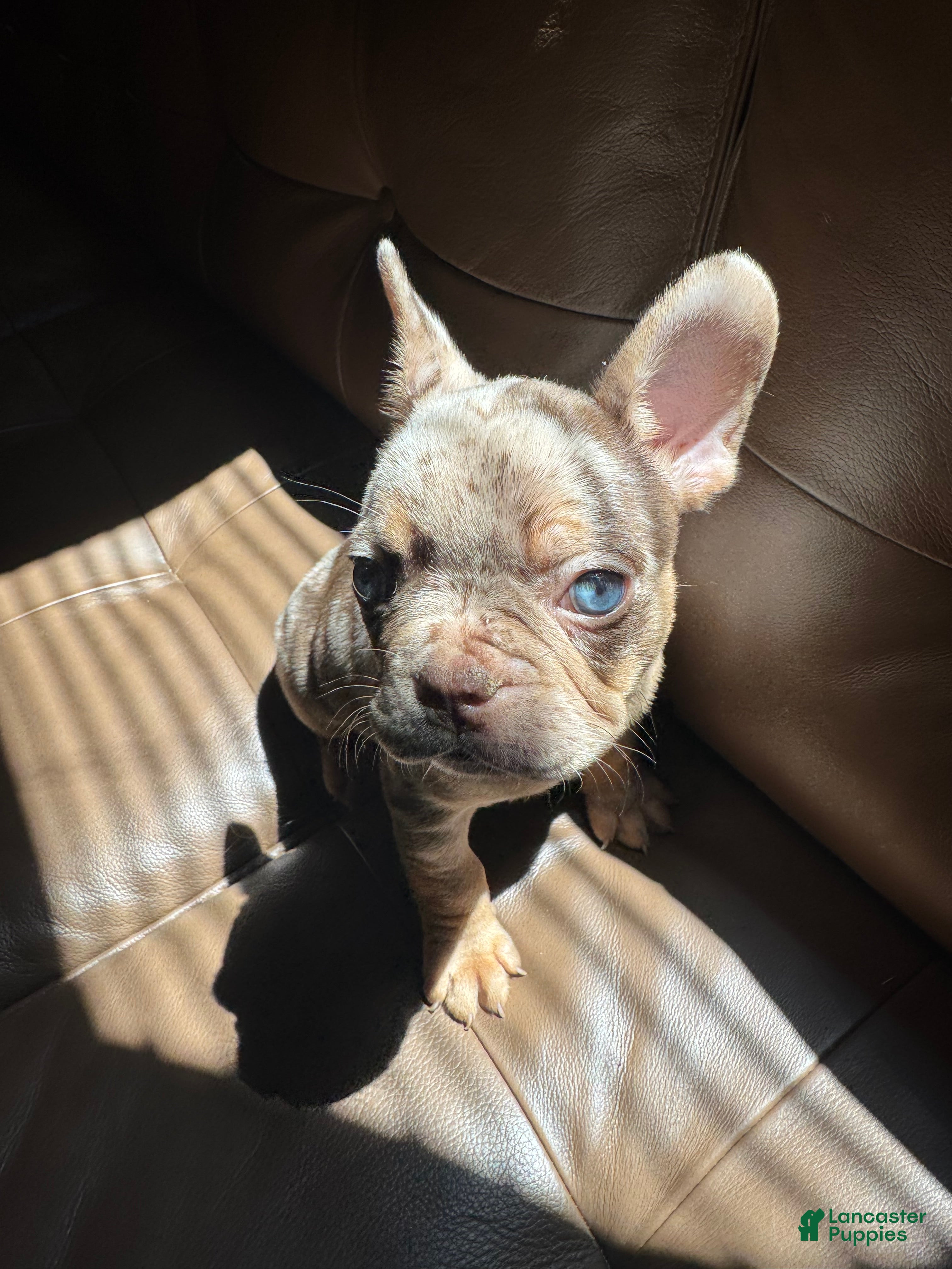 French Bulldog dogs SHE DEVIL - Ad 1