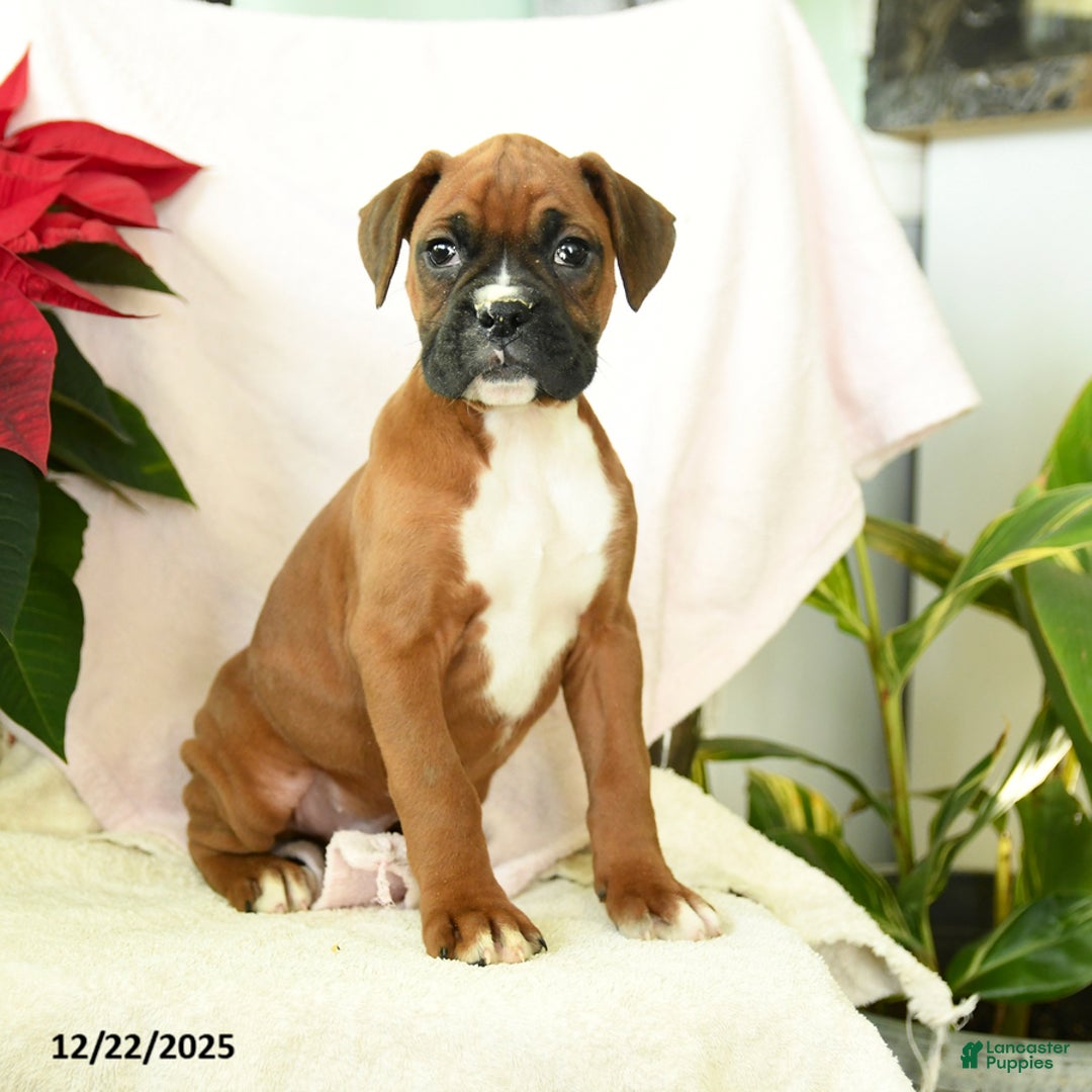 Boxer dogs for sale: Snowman - Ad 1