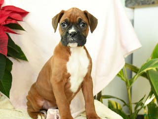 Boxer dogs Snowman - Ad 25