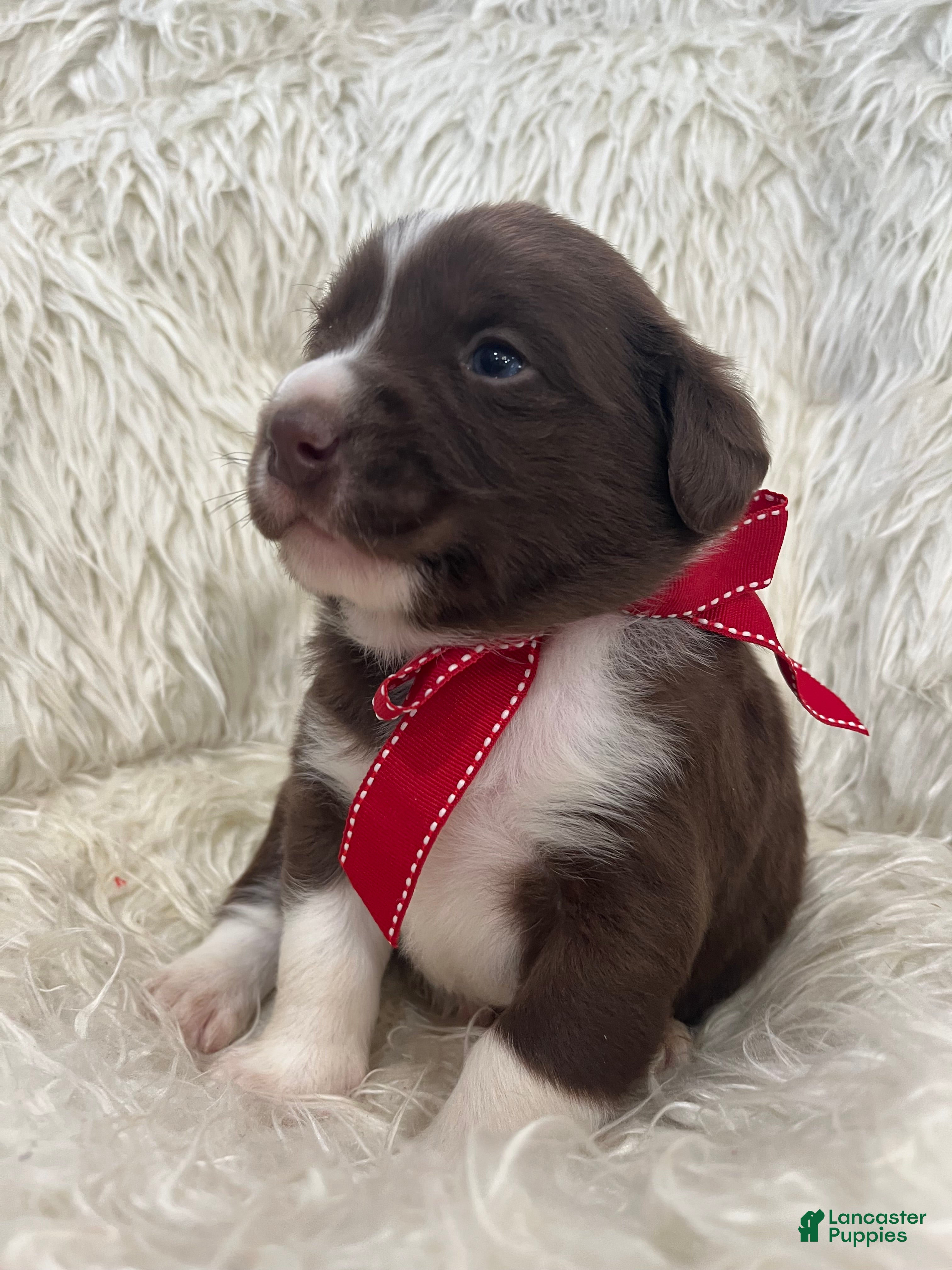 Mixed Breed dogs Bear - Ad 37