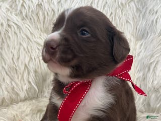 Mixed Breed dogs Bear - Ad 36